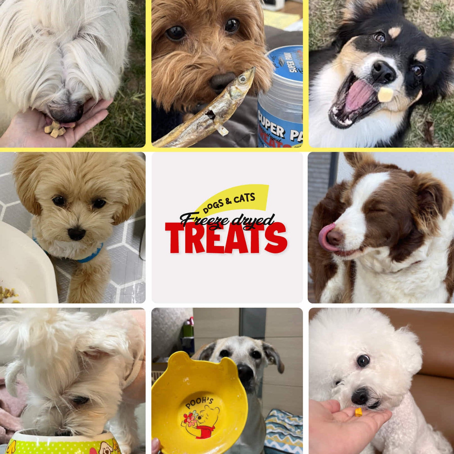 Freeze Dried Salmon Treats