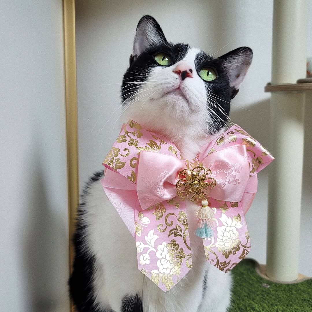 New Year Ribbon Collar