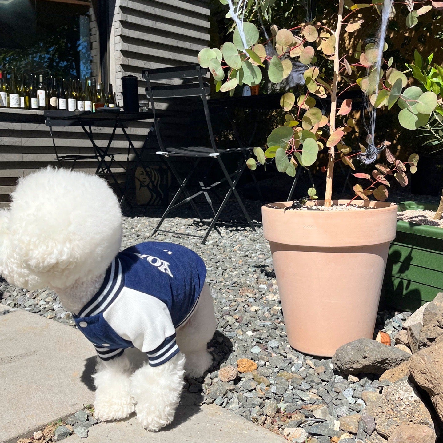 韓國大學棒球褸