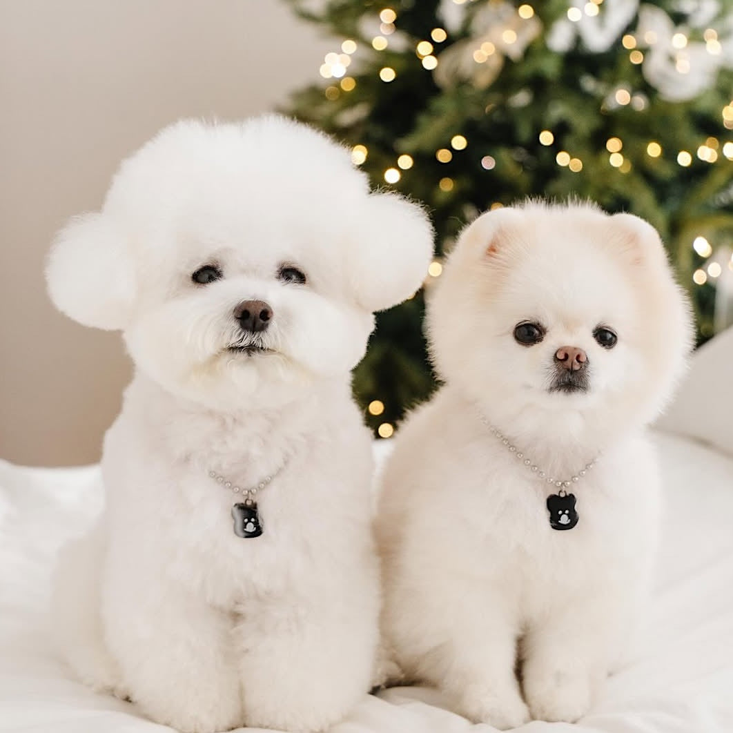 Custom DINOTAENG Pet Tag