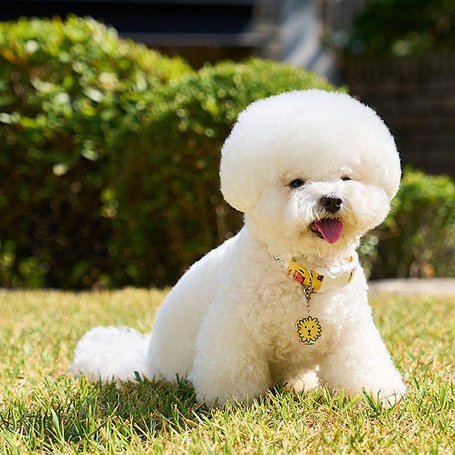 Colorful Miffy Collar