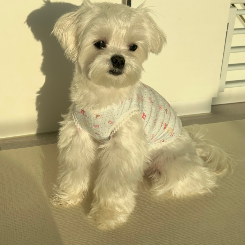 波點熊仔背心 | 大推! 超靚PATTERN