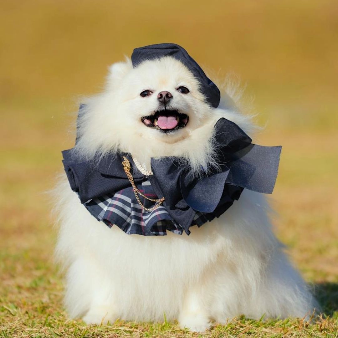 Trench Cape