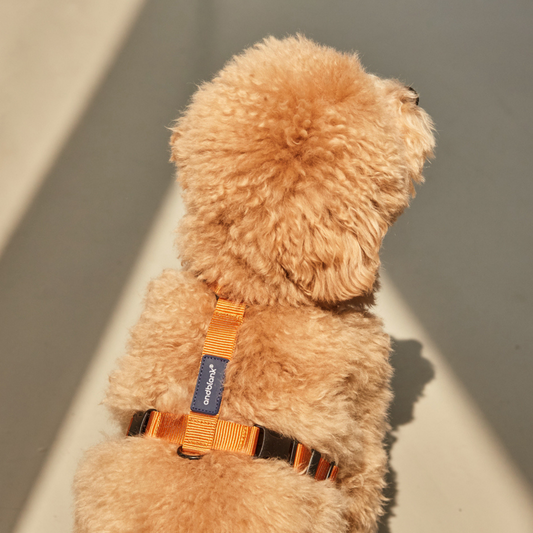 andblank® H-Type Harness