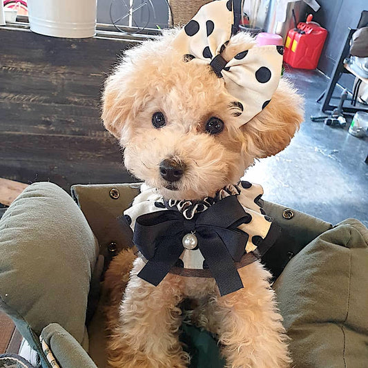 Polka Dot Cape (White)