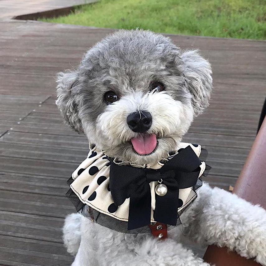 Polka Dot Cape (White)