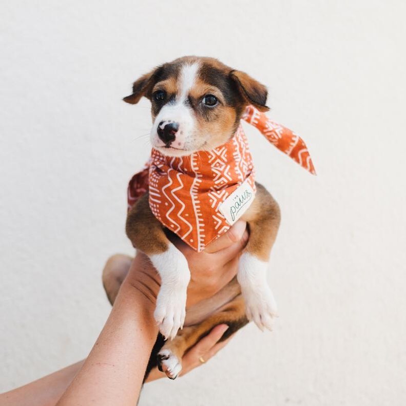 Mali Bandana