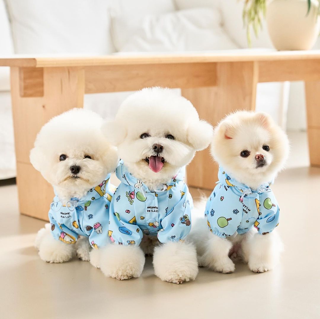 Camping Miffy Windbreaker (Sky Blue)