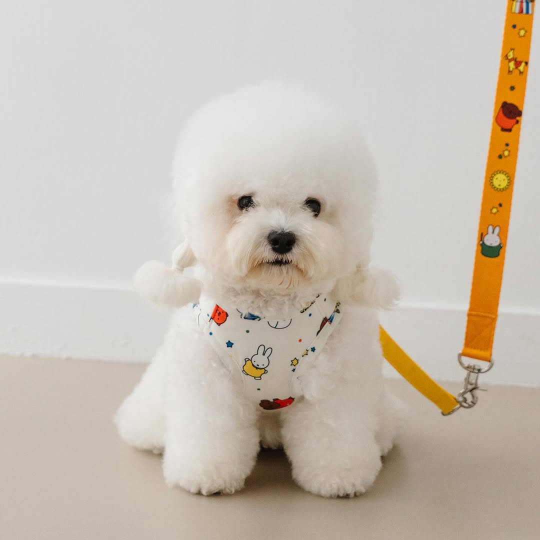 Starry Miffy Harness