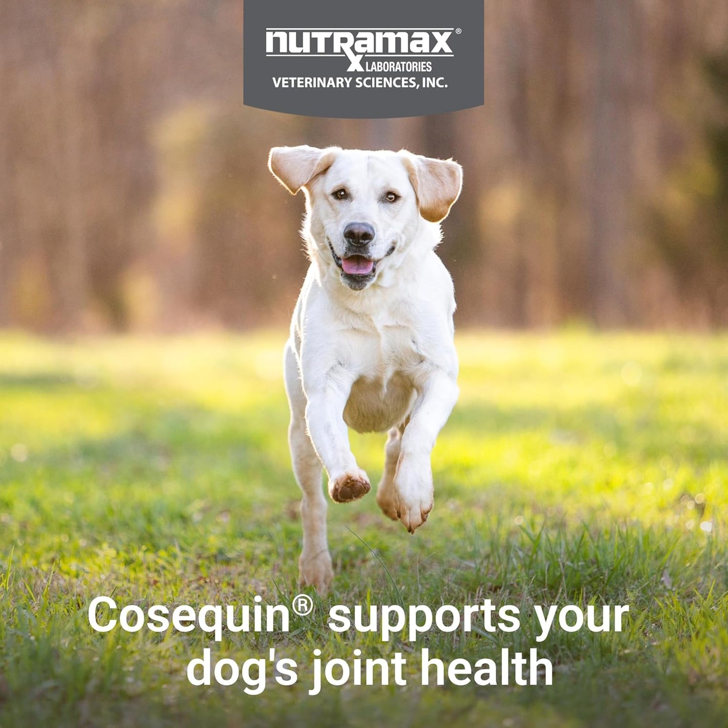 Cosequin Joint Health Supplement with Glucosamine, Chondroitin, MSM & Omega-3's Soft Chews for Dogs | 60/120 Chews