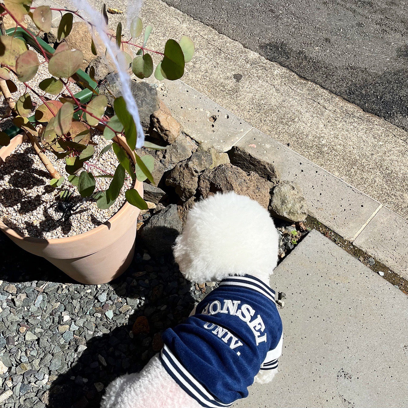 韓國大學棒球褸