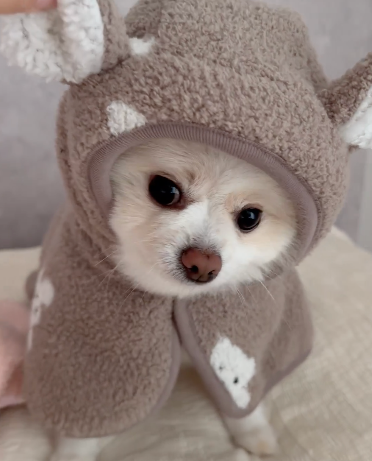 Bear Blanket Cape