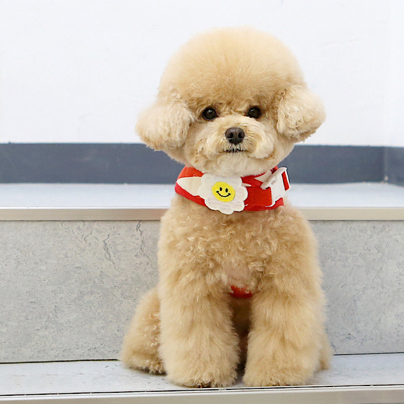 Smile Daisy Harness