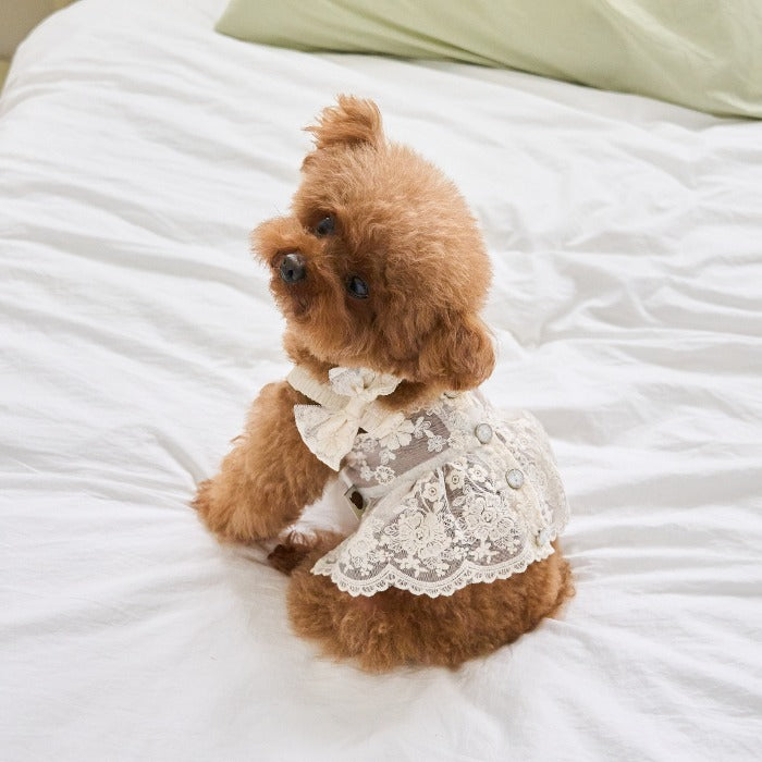 Love Punching Lace Dress (Ivory)