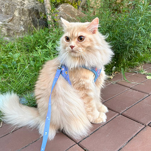 Pororo Harness 胸帶