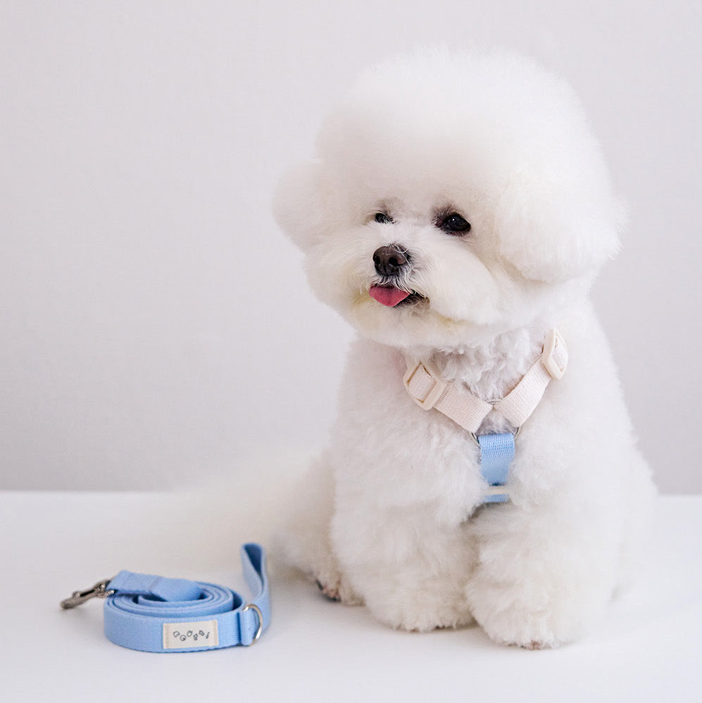 Basic Color Leash