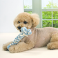 Dental Rope Toy (3 Designs)