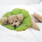 Teletubbies Dog Cone | Cushion Flower Style