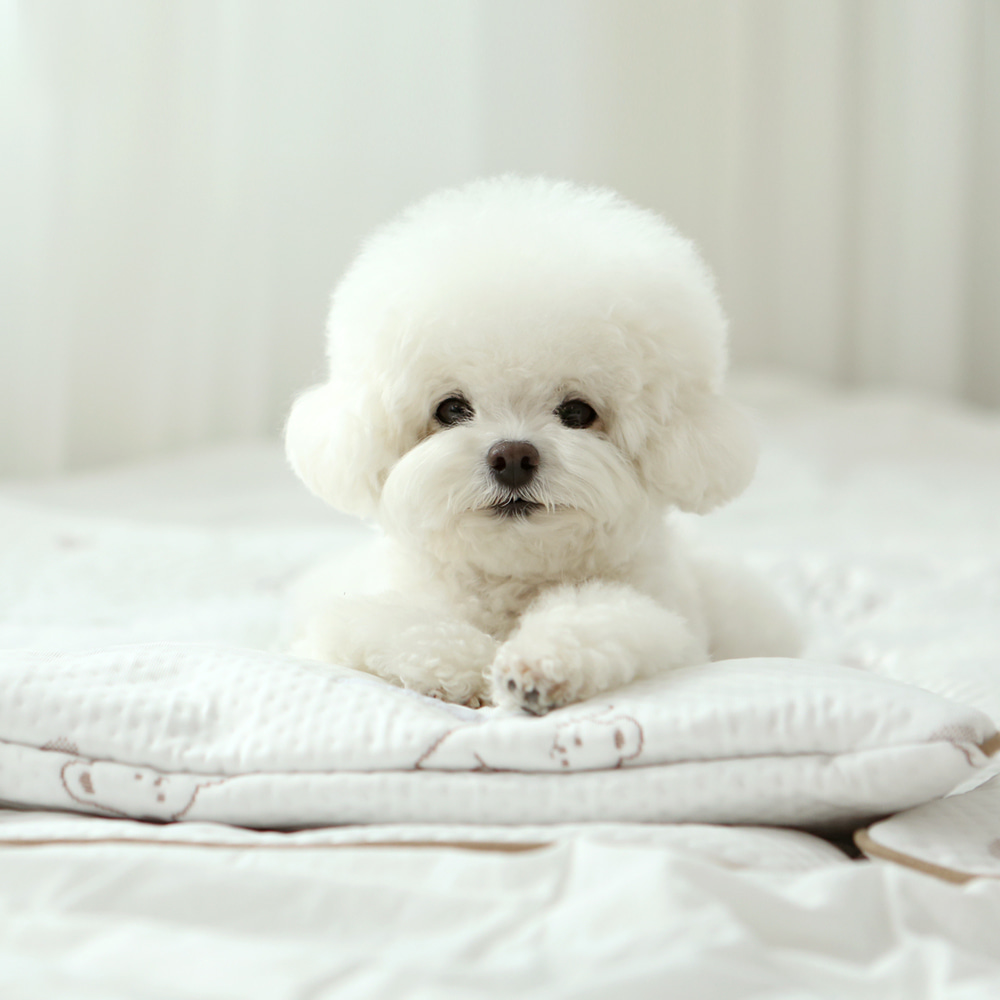 ITSDOG | Cooling Pouch | Forpe Fabric (2 sizes)