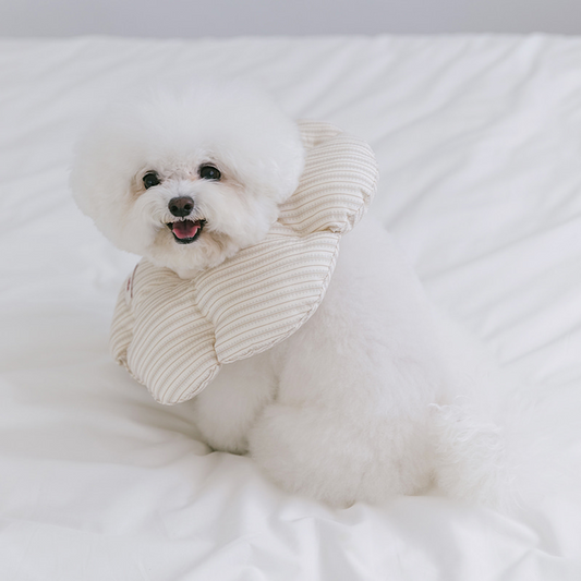Cloud Dog Cone