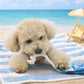 Snoopy Surfing Board Rope Toy |.Snoopy滑浪板玩具