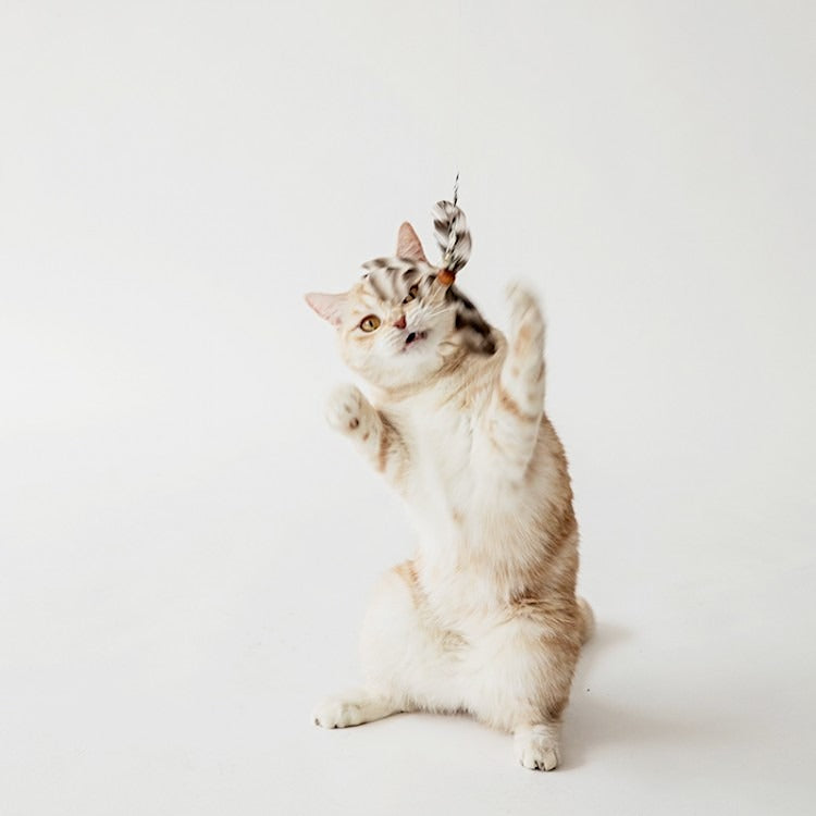 BITE ME | Cat Teaser Wand Refill Set (Feather | 5 pcs)