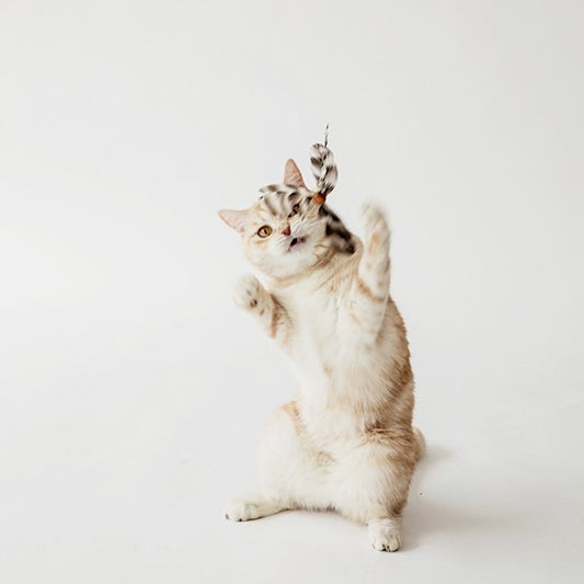 BITE ME | Cat Teaser Wand Refill Set (Feather | 5 pcs)
