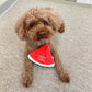 Watermelon Toy 西瓜玩具