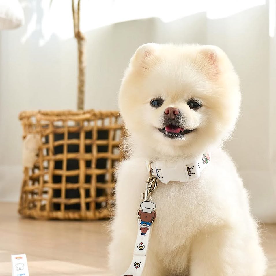 Miffy Family Collar