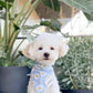 Blue Daisy Bandana