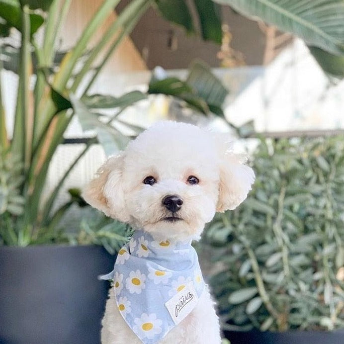 Blue Daisy Bandana