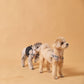 Trench Coat Harness