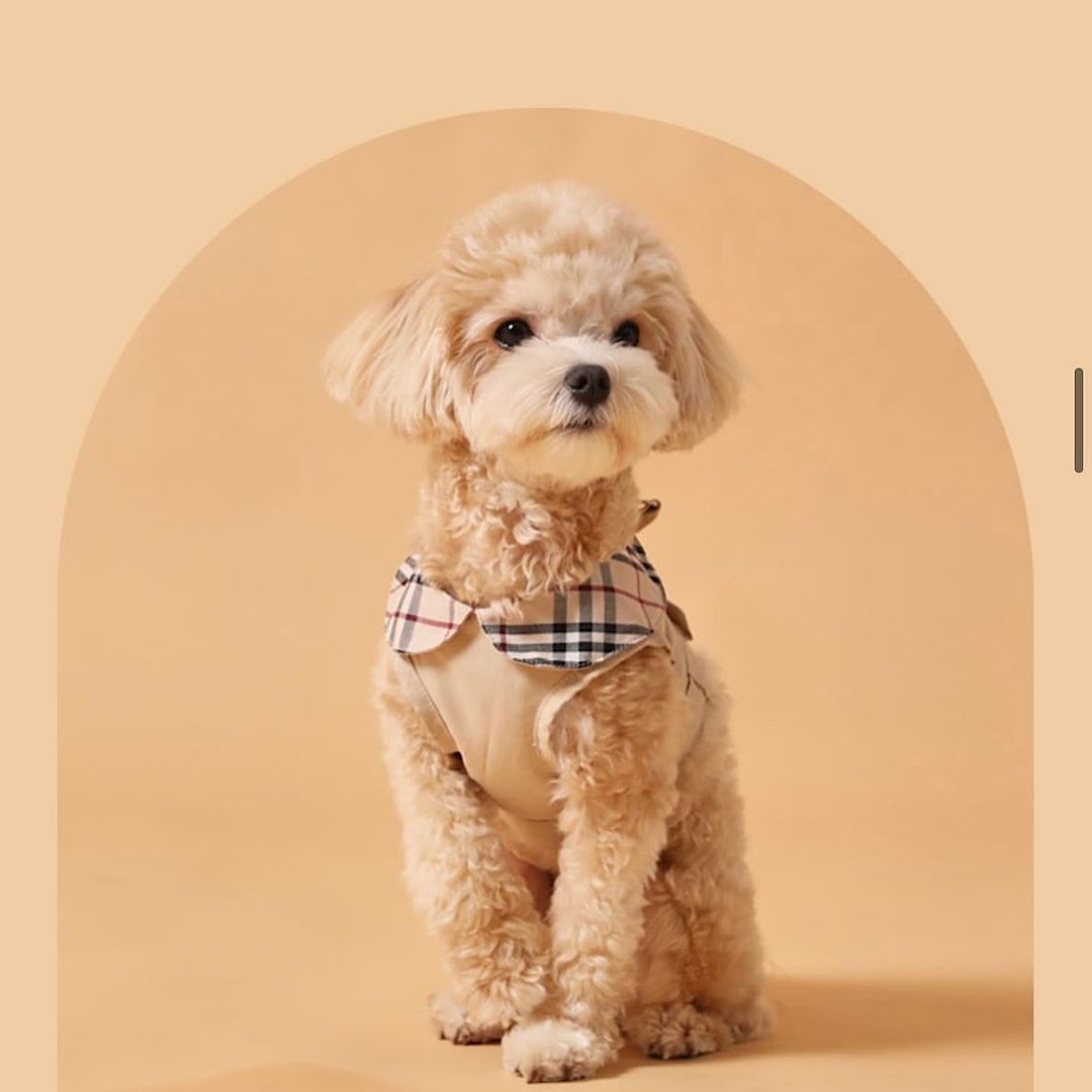 Trench Coat Harness
