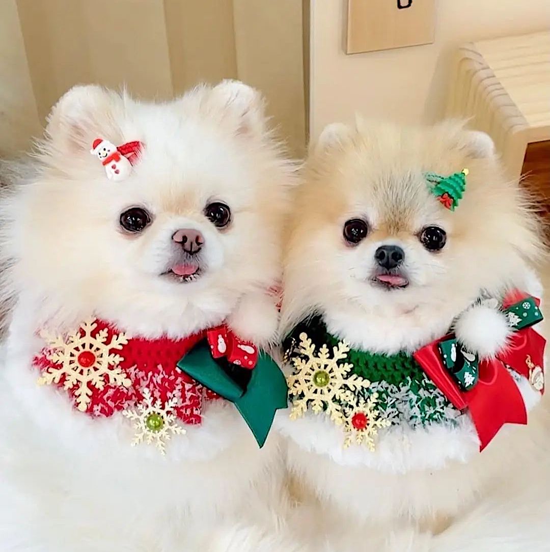 White Christmas Cape