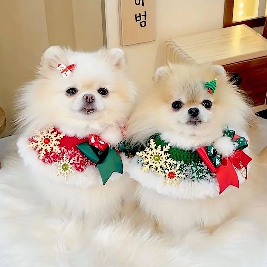 White Christmas Cape