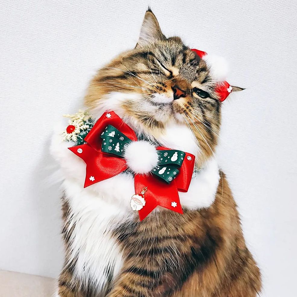 White Christmas Cape
