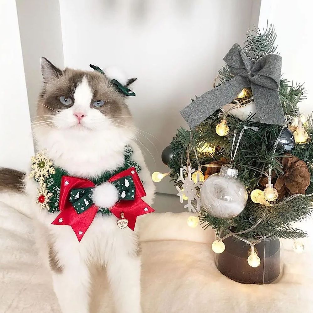 White Christmas Cape