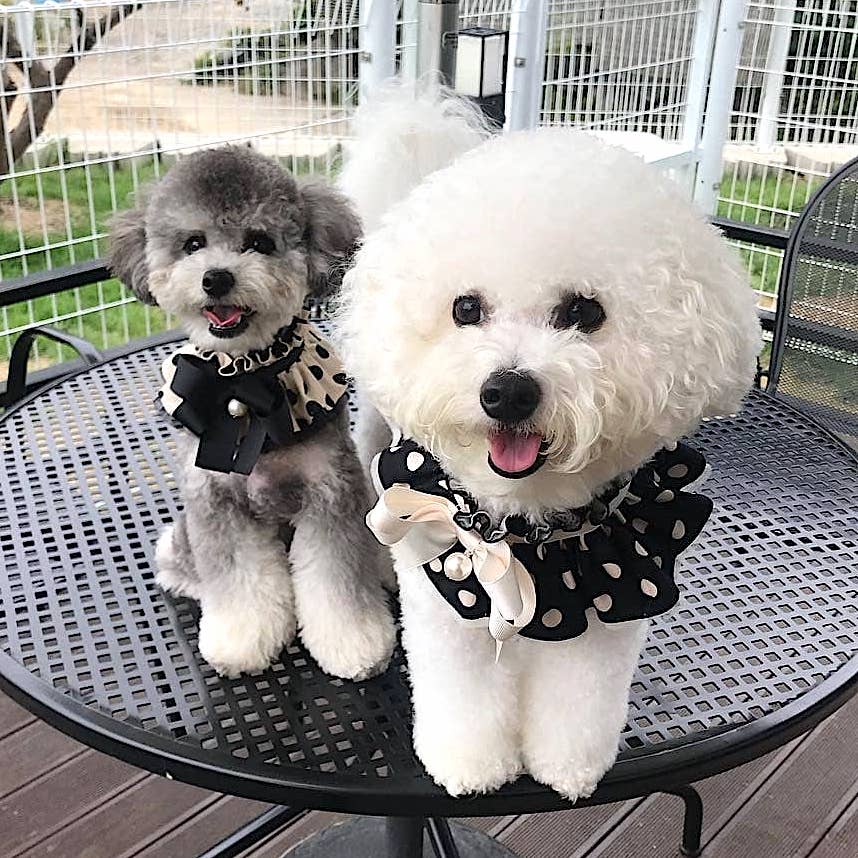 Polka Dot Cape (Black)