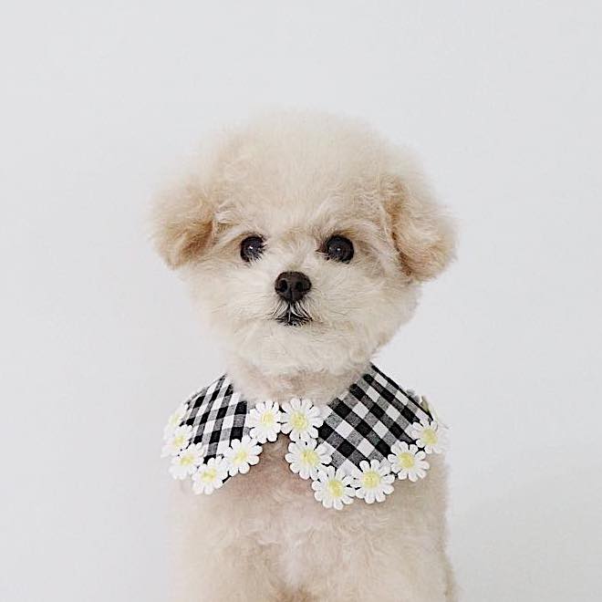 Mini Daisy Check Cape