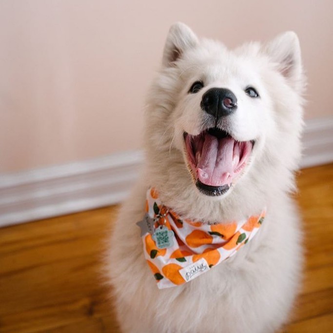 Fresh Pick Bandana