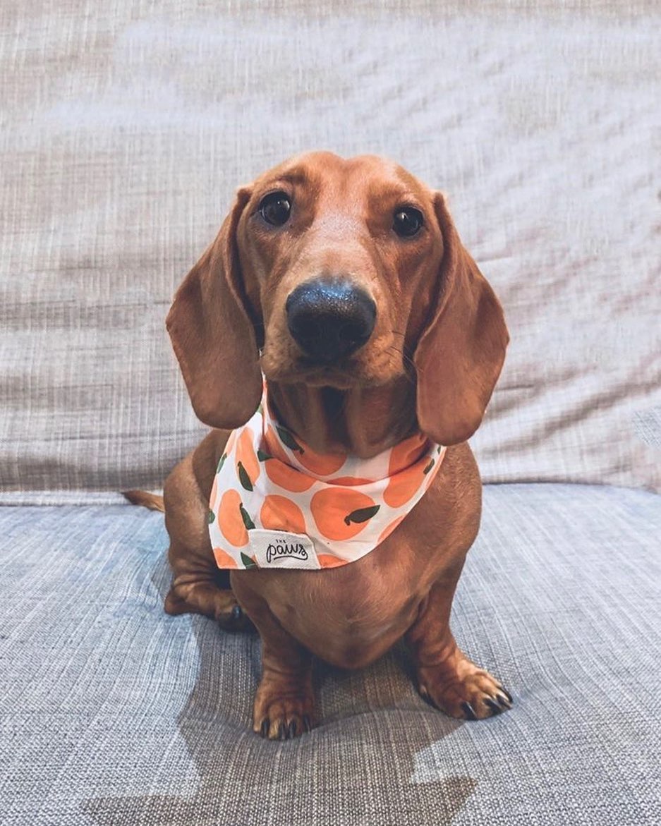 Fresh Pick Bandana
