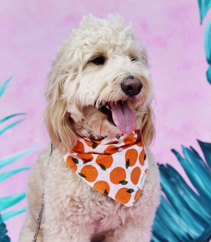 Fresh Pick Bandana