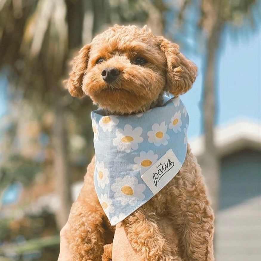 Blue Daisy Bandana
