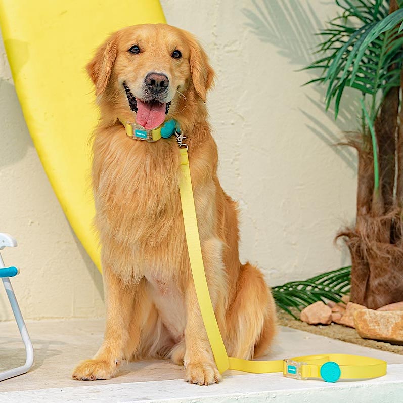 BiteMe Waterproof Leash
